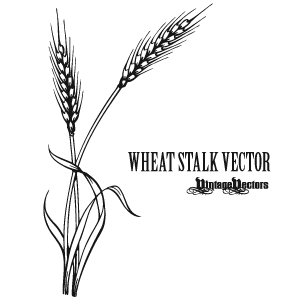 Free Vintage Vector  on Vector Art Of Wheat Stalk