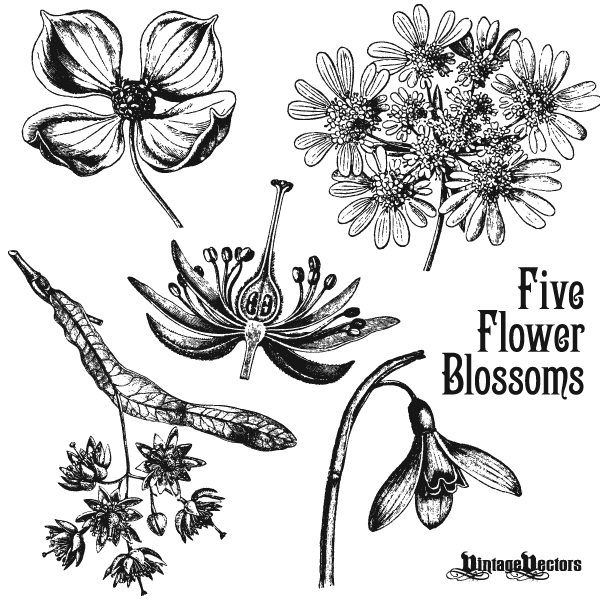 Vector art of Antique Flower Blossom Illustrations
