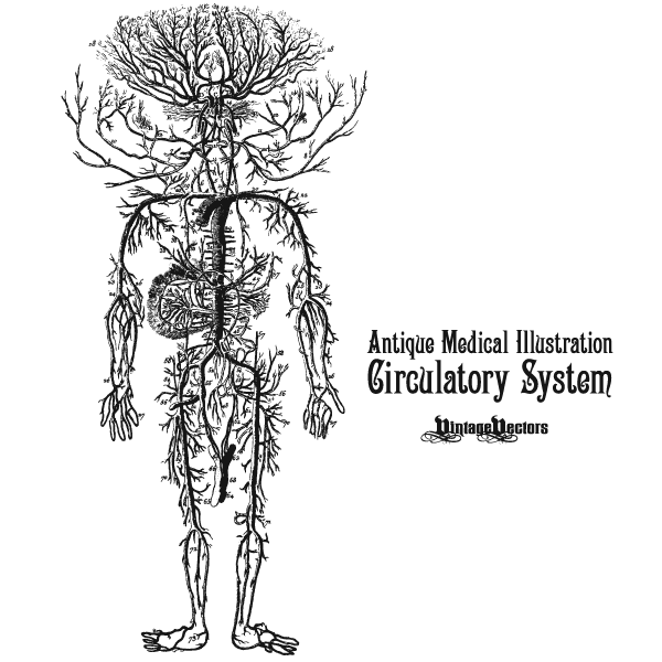 Vector Art of Circulatory System Antique Medical Illustration