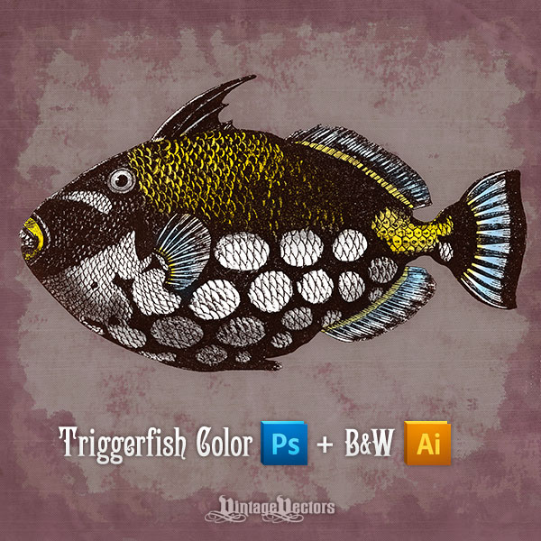 Vector art of Clown Triggerfish color and black and white illustrations.
