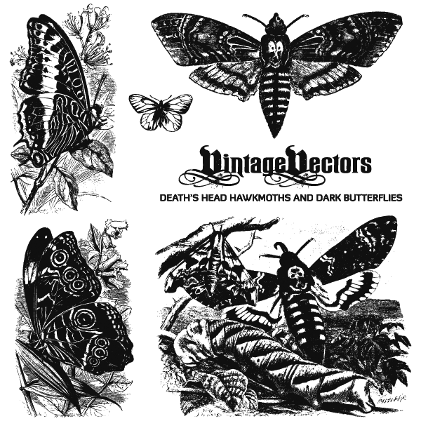 Vector art of dark-themed moths and butterflies antique engravings. Includes moth with skull pattern on its back