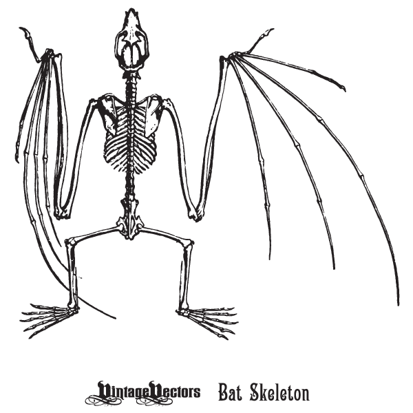Vector art of bat skeleton