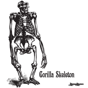 Vector art of gorilla skeleton