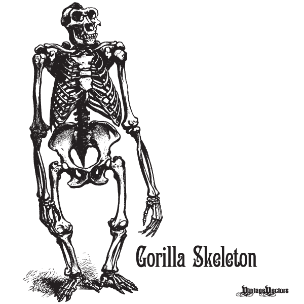 Vector art of gorilla skeleton