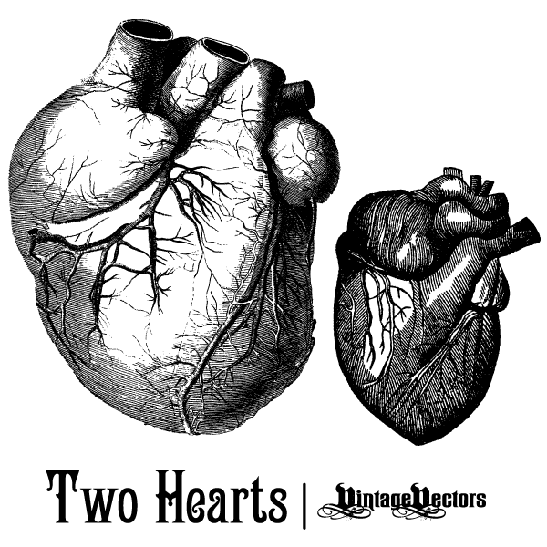 Vector art of Old Medical Illustrations of the Heart