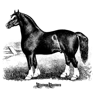 Vector art of horse engraving