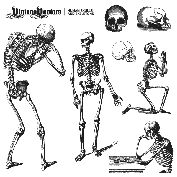 Vector art of old illustrations of skeletons and skulls