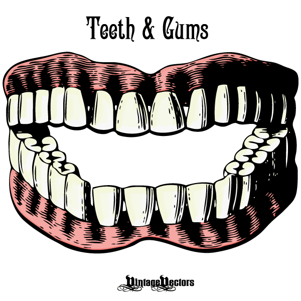 Vector art of a set of teeth and gums antique illustration