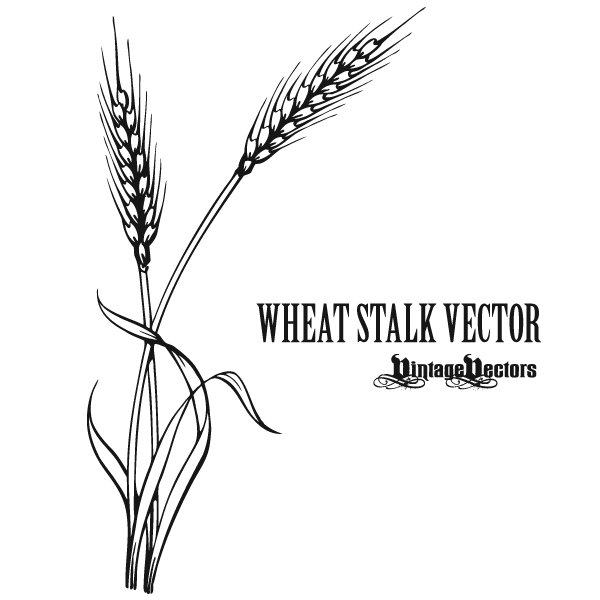Vector Art of Wheat Stalk