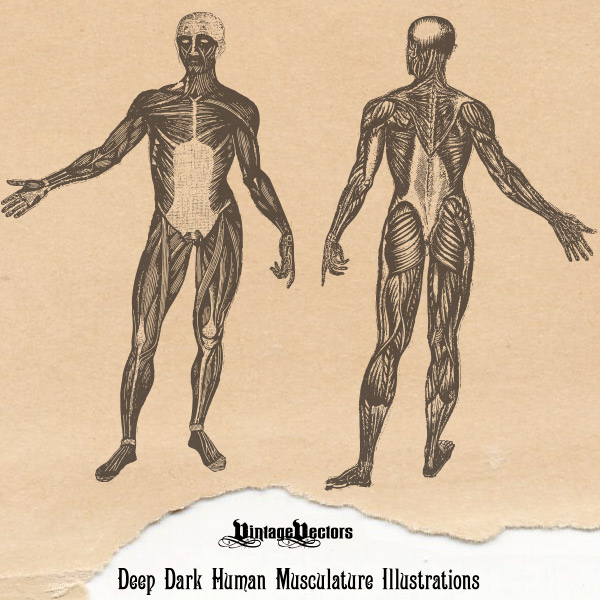 Vector art of Vintage medical illustration vector of the human figure showing muscles, musculature. 