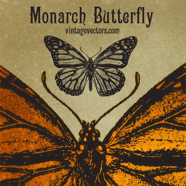 Monarch Butterfly Vector - free vector art